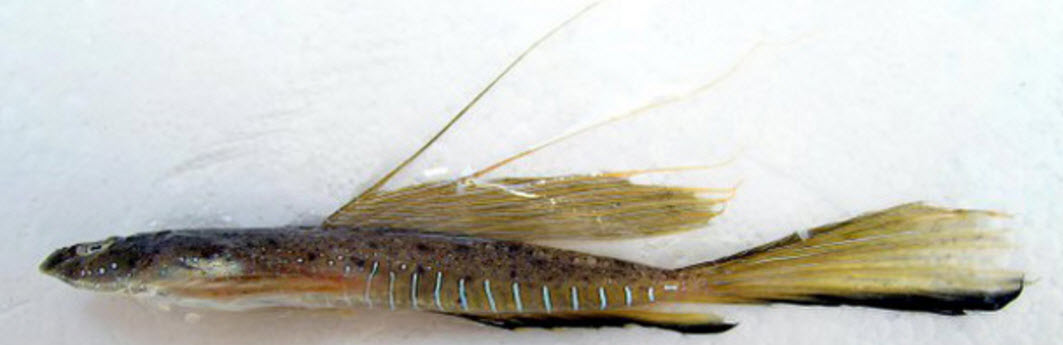 Callionymus pusillus_02991